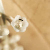 �ֻ�Ҳ������Ӱ