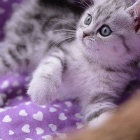 һ�����̱�����Ϯ