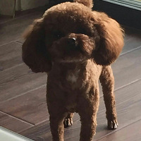 ��������С����ʧһ����̩�ϣ��������У�ƨ������һ���ë