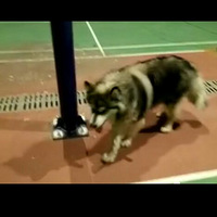 ������û��������˹�ӹ����ģ�