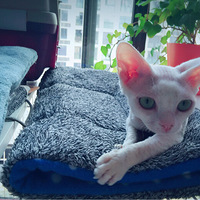 �񾲵İ���˿