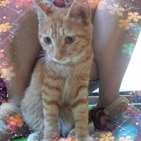 �Ի�С��èѰ�Ҽ�