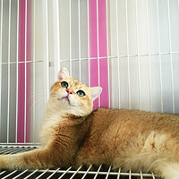 С���� �����½�Ӳӵ�ë