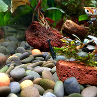 ��ɫϺ�����㣬���ǲ����ó�Ҳ�ÿ�