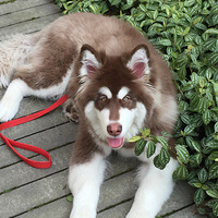 ��¼��������С�֣�