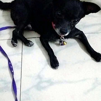 ��С������Ѱ��