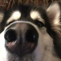 ����ɵ������˹����ʵ����һֻ������