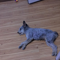 �鷳��������Ҽ�ѩ����