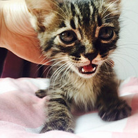 �����º���è�ܵ���������~~�����������һؼ�~