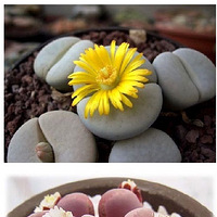 һ�ֳ��ȳ������۵Ķ���ֲ�ƨƨ��������Ҳ�����治�У�