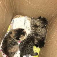 ����è������ϲ��С����������˵���ע��Ŷ