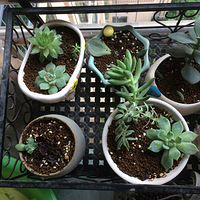 һ���������ƺ�