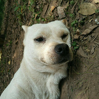 ��лÿһ��������С�׺Ͱ��Ƶ���