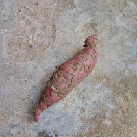 ������֣��ؼҷ��������ܳ���