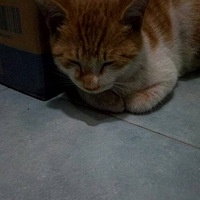 һ�����ҵ���è�ܵ�������