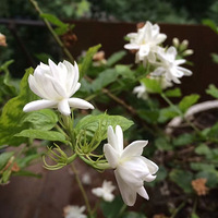 ����Ҫ������ ���ǵ����⻹����������ɹʬ���