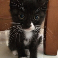 è��������