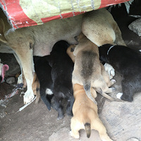 Ѱ������