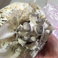 ����һ����ֻĢ������Ƭ����^_^