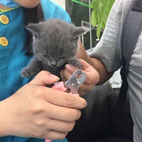 ����ָ�ײ����ĵ�Сè�䣬�Բۣ�����ܵ����ɱ������