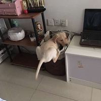 ����ү���Ҹ�����