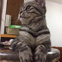 ��Բ����������