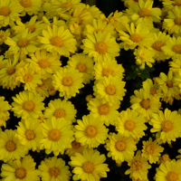 �ž������� ��Щ��ͳϰ���㶼֪����