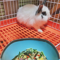 ����һֻ�⼸������������ç�ӵܵ�