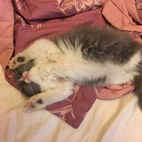 ������ĺ�������������