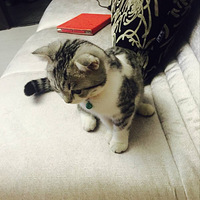 ���̣�Ӣ�̣��۶���