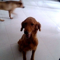 ���Ц����һ������Ҫ�������������ѵĽ�ë���֣�