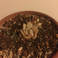 �����ֵ�����