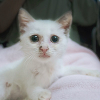 ����è��������