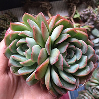 ����յ�������