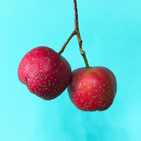 �ճ���μ�¼��������ɽ髸�