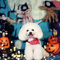 ����űȵ�7������