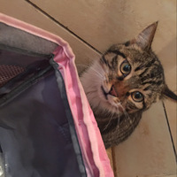 ����������è����������