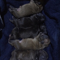 ����С������baby��