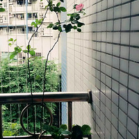 ˭˵����û�л�