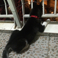 ������һֻС��