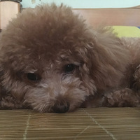 Ѱ�����£�ϣ����Ұ��æ�������һع���