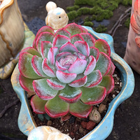 �ҵ�С����