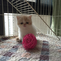 ���ޡ�����ճ�