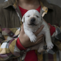 һȺ�����۵�С����