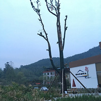 �����Ⱥ󣬼�������ι���ӵ�ȥ������ɽ����