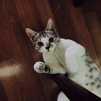 Muffin�Ķ��ף�һ�����������ҵ�����