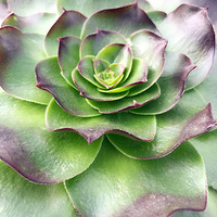 ����������ĴݲУ����������������ڻ�����һĨɫ�ʣ�