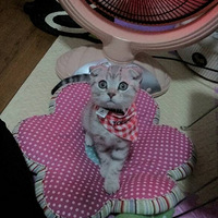 �Ҹ���è������Ҫ���͡�