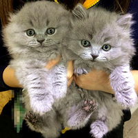 ɹɹ�ҷ��ֵġ�С�Ȼ���