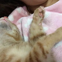 �����ڲ˵�è����